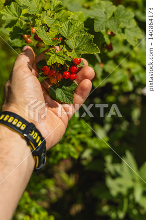 Harvesting hawthorn berries in the countryside during autumn days Harvesting hawthorn berries in the countryside during autumn days 140864173