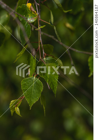 Close view of birch leaves on a branch in a forest during spring time Close view of birch leaves on a branch in a forest during spring time 140864187