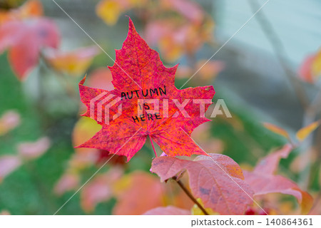 Red Colorful Painted Autumn Leaves With Text AUTUMN IS HERE In Forest Red Colorful Painted Autumn Leaves With Text AUTUMN IS HERE In Forest 140864361