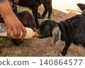 Goat kid and lamb bottle feeding with milk from person 140864577