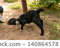 Bottle feeding a small goat kid with milk 140864578
