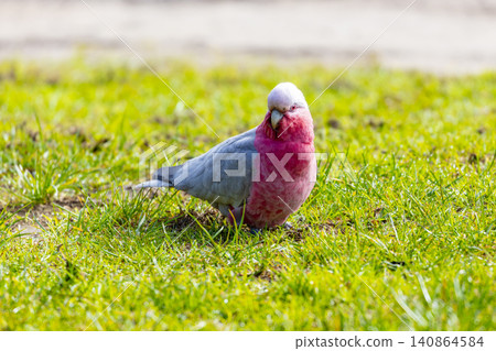 A Galah cockatoo foraging for food on grass on a sunny day in the Blue Mountains A Galah cockatoo foraging for food on grass on a sunny day in the Blue Mountains 140864584