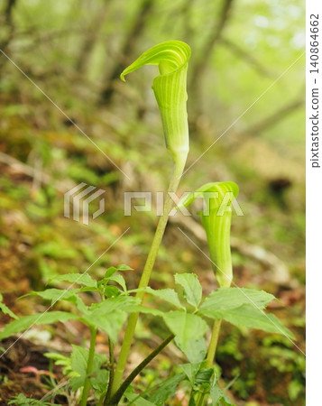 Yellow-green Arisaema (20260528082408) Yellow-green Arisaema (20260528082408) 140864662