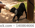Cute black lamb with white ears bottle feeding outdoors on farm 140864666