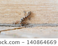 Caspian bent-toed gecko climbing on house outdoor stone wall 140864669