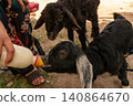 Bottle Feeding a Baby Goat While a Lamb Watches on a Small Farm 140864670