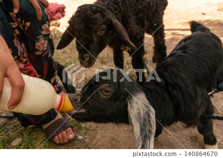 Bottle Feeding a Baby Goat While a Lamb Watches on a Small Farm 140864670