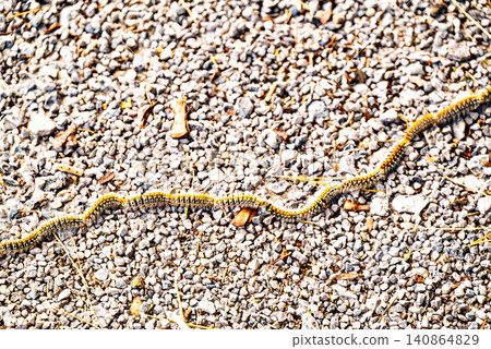 Row of Processionary Caterpillars or Pine Processionary Caterpillar, an invertebrate animal belonging to the family of defoliating Lepidoptera Row of Processionary Caterpillars or Pine Processionary Caterpillar, an invertebrate animal belonging to the family of defoliating Lepidoptera 140864829