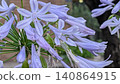 Cute flower: Agapanthus 140864915