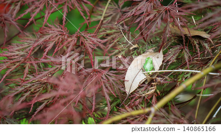 A tree frog taking a rest between the leaves. A tree frog taking a rest between the leaves. 140865166