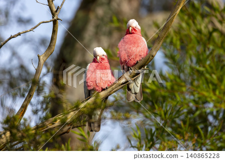 Two Galahs sitting on a tree branch on a sunny day in the Blue Mountains Two Galahs sitting on a tree branch on a sunny day in the Blue Mountains 140865228