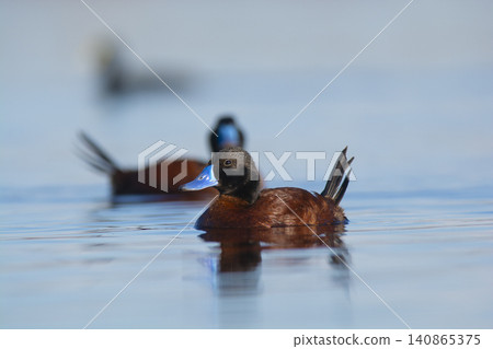 Lake Duck in Pampas Lagoon environment, La Pampa Province, Patagonia , Argentina. Lake Duck in Pampas Lagoon environment, La Pampa Province, Patagonia , Argentina. 140865375