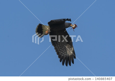 Snail Kite , Ibera Marsh National Park , Corrientes province, Patagonia , Argentina. Snail Kite , Ibera Marsh National Park , Corrientes province, Patagonia , Argentina. 140865407