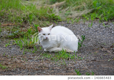 White Cat White Cat 140865483