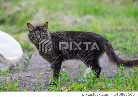 Long-haired tabby cat Long-haired tabby cat 140865506