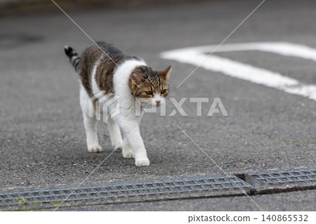 Walking cat Walking cat 140865532