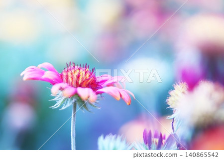 A colorful landscape of beautiful flower fields A colorful landscape of beautiful flower fields 140865542