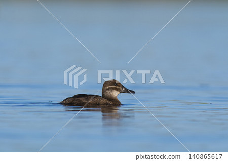 Lake Duck in Pampas Lagoon environment, La Pampa Province, Patagonia , Argentina. Lake Duck in Pampas Lagoon environment, La Pampa Province, Patagonia , Argentina. 140865617