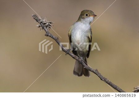White crested Elaenia, Elaenia albiceps, calden Forest, La Pampa province , Patagonia, Argentina White crested Elaenia, Elaenia albiceps, calden Forest, La Pampa province , Patagonia, Argentina 140865619
