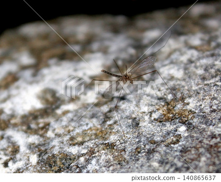 A crane fly with its legs spread wide on a rock. A crane fly with its legs spread wide on a rock. 140865637