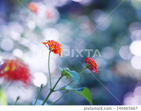 The beautiful, sparkling lantana flowers The beautiful, sparkling lantana flowers 140865667