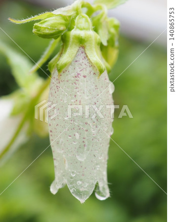 The bellflowers have become transparent due to the rain (20260603141934) The bellflowers have become transparent due to the rain (20260603141934) 140865753