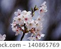 Cherry blossoms in full bloom shining in the spring sunshine 140865769