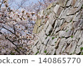 Cherry blossoms blooming in the stone wall 140865770