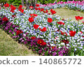 Poppies blooming in the Spring Flower Museum 140865772