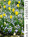 Yellow tulips blooming in spring flowerbed 140865773