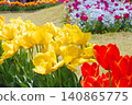 Yellow tulip 140865775