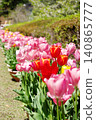 Red tulip 140865777