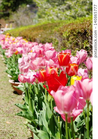 Red tulip Red tulip 140865777