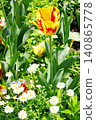 Yellow tulip 140865778