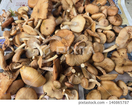 一大堆採摘來的野生橡樹菇 一大堆採摘來的野生橡樹菇 140865787