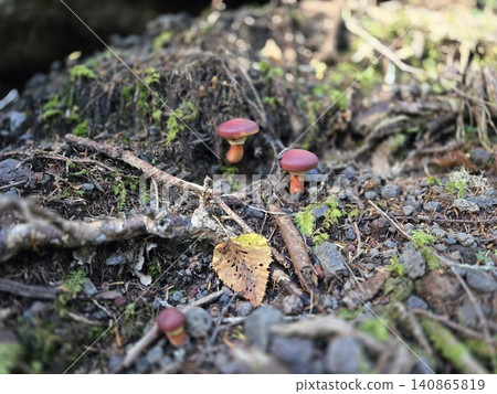Clusters of Suillus luteus on Mt. Fuji Clusters of Suillus luteus on Mt. Fuji 140865819