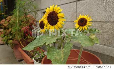 Potted sunflowers brighten up summer gardens in Tokyo. Potted sunflowers brighten up summer gardens in Tokyo. 140865854