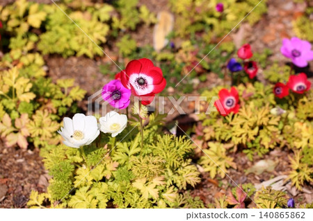 鮮豔的銀蓮花 鮮豔的銀蓮花 140865862