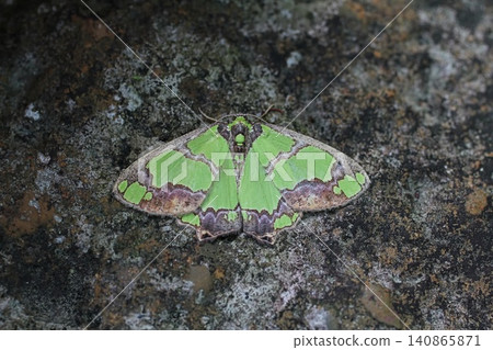 Ashibutochizumonaoshaku moth 140865871
