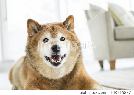 柴犬在客廳放鬆 柴犬在客廳放鬆 140865887