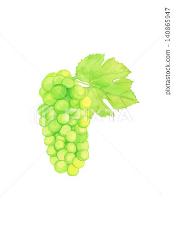 Hand-painted watercolor illustration of white grapes with leaves on a white background. Fruit material. Hand-painted watercolor illustration of white grapes with leaves on a white background. Fruit material. 140865947