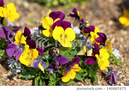 Cute viola flower Cute viola flower 140865973