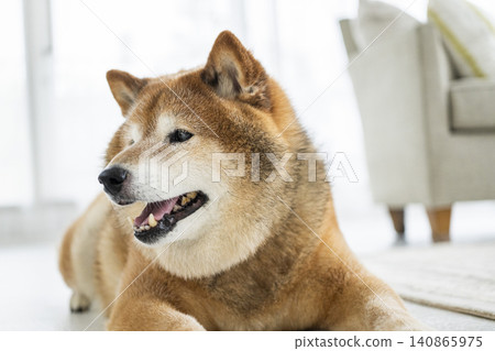 Living room, Shiba Inu, smiling 140865975