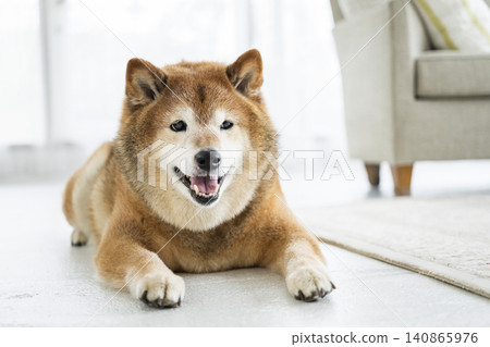 Living room, Shiba Inu, smiling Living room, Shiba Inu, smiling 140865976