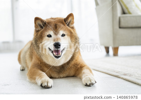 Living room, Shiba Inu, smiling 140865978