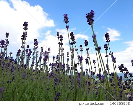 Lavender fields and summer flower scenery stretching out under a blue sky 140865998