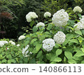 White hydrangea 140866113