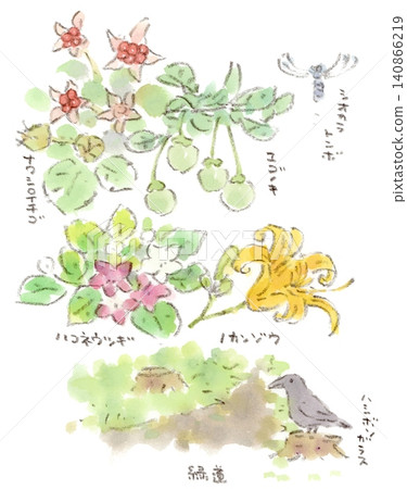 我用水彩畫描繪了六月我在綠道沿線發現的動植物。 140866219
