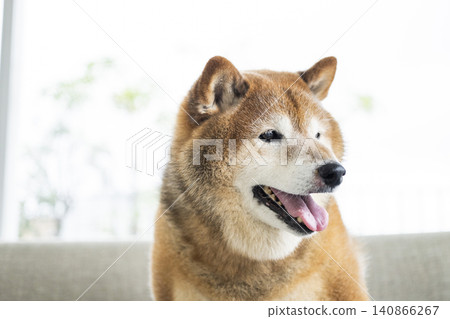 客廳,柴犬,微笑 客廳,柴犬,微笑 140866267