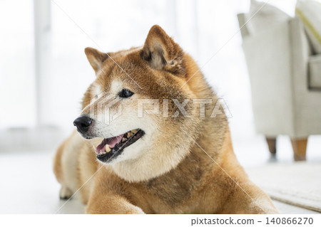 客廳,柴犬,微笑 客廳,柴犬,微笑 140866270